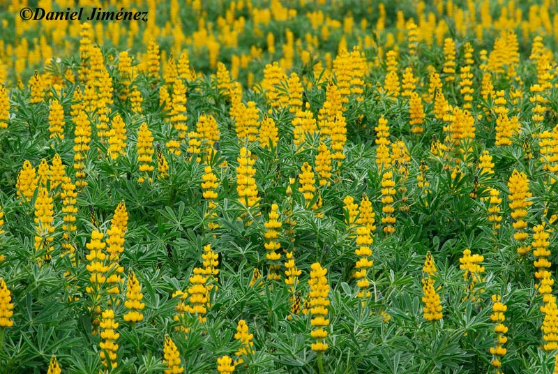 Lupinus luteus primera cita en Chile